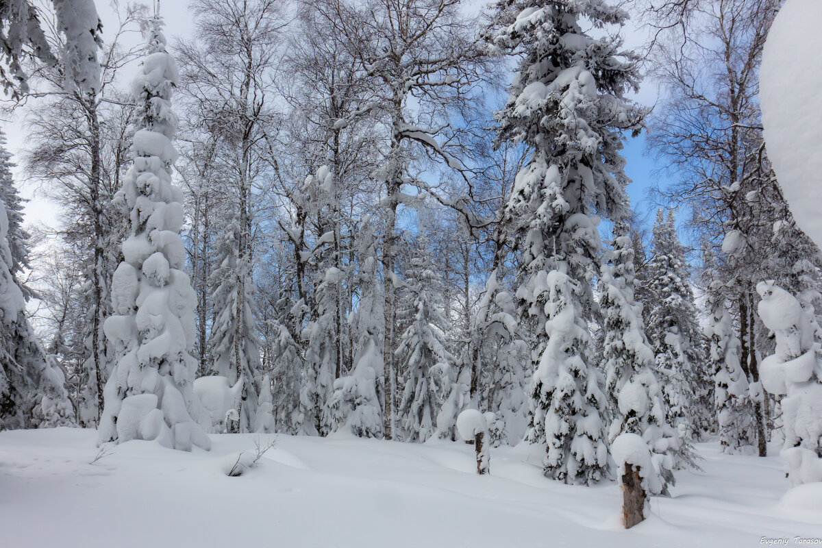 Снега Шунута - Евгений Тарасов 