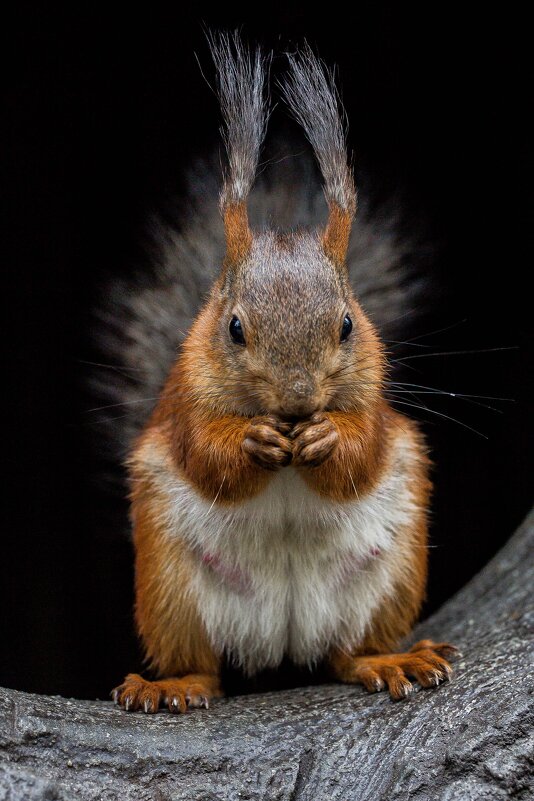 БЕЛКА - Аркадий Лаптенко