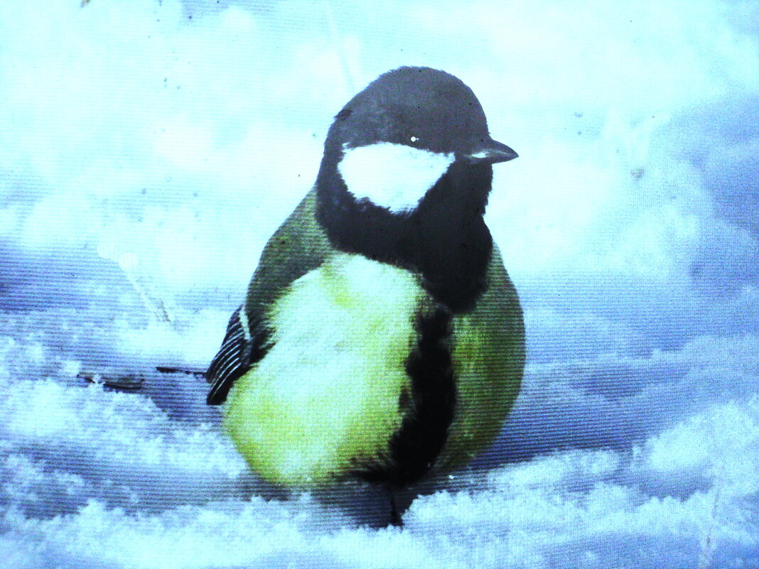 Утонула синичка - Людмила Смородинская