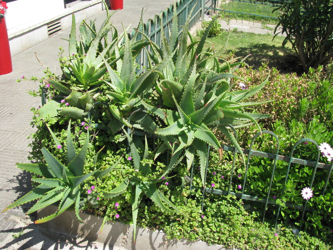 Цветы Барселоны. - Владимир Драгунский