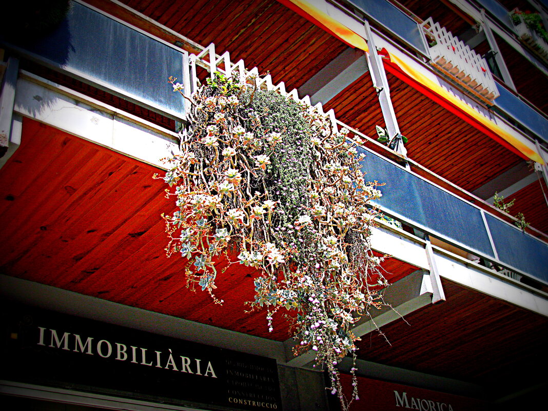 Цветы Барселоны. - Владимир Драгунский