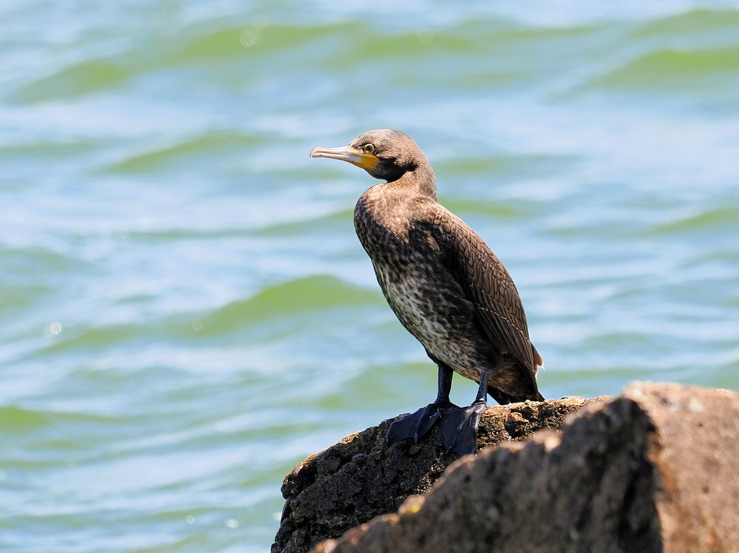 Птица в ластах - Евгений Седов