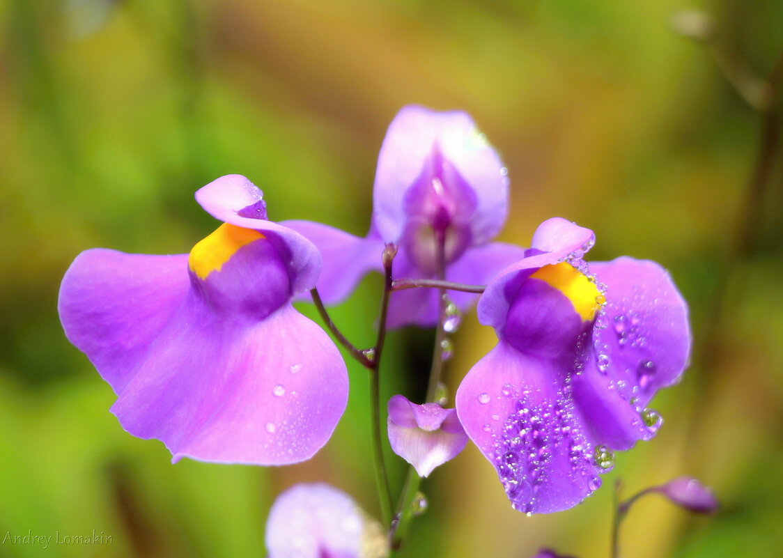 Дорогие женщины, с праздником 8 марта !!! - Andrey Lomakin