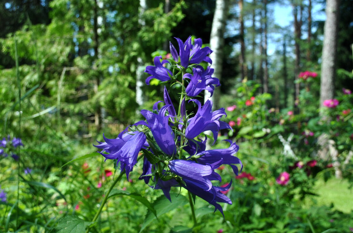 Сегодня - цветы, цветы, цветы .. - AleksSPb Лесниченко