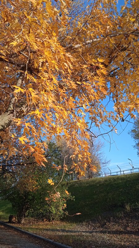 прекрасный октябрь - Елена Шаламова