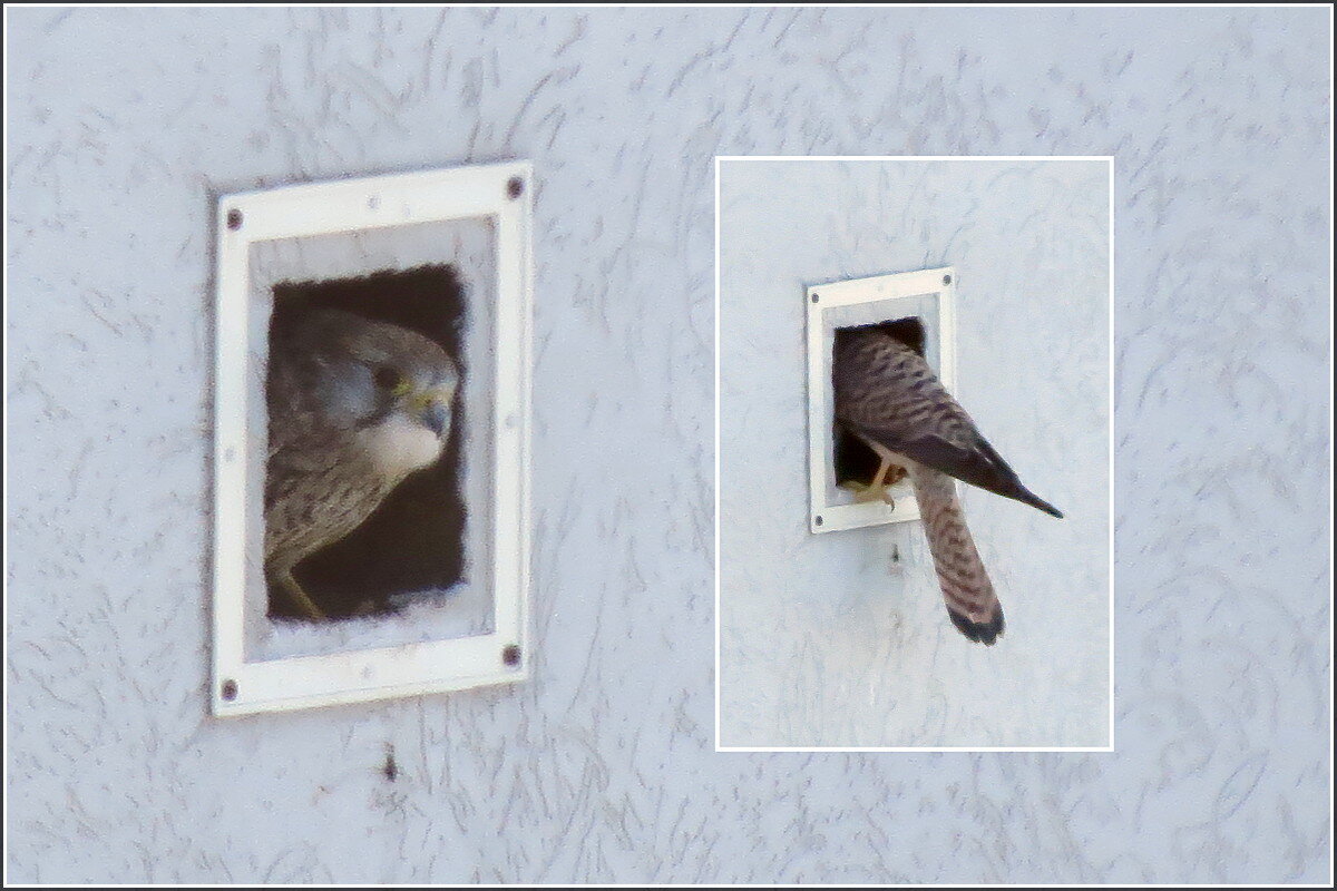 Приёмка гнезда - Сеня Белгородский