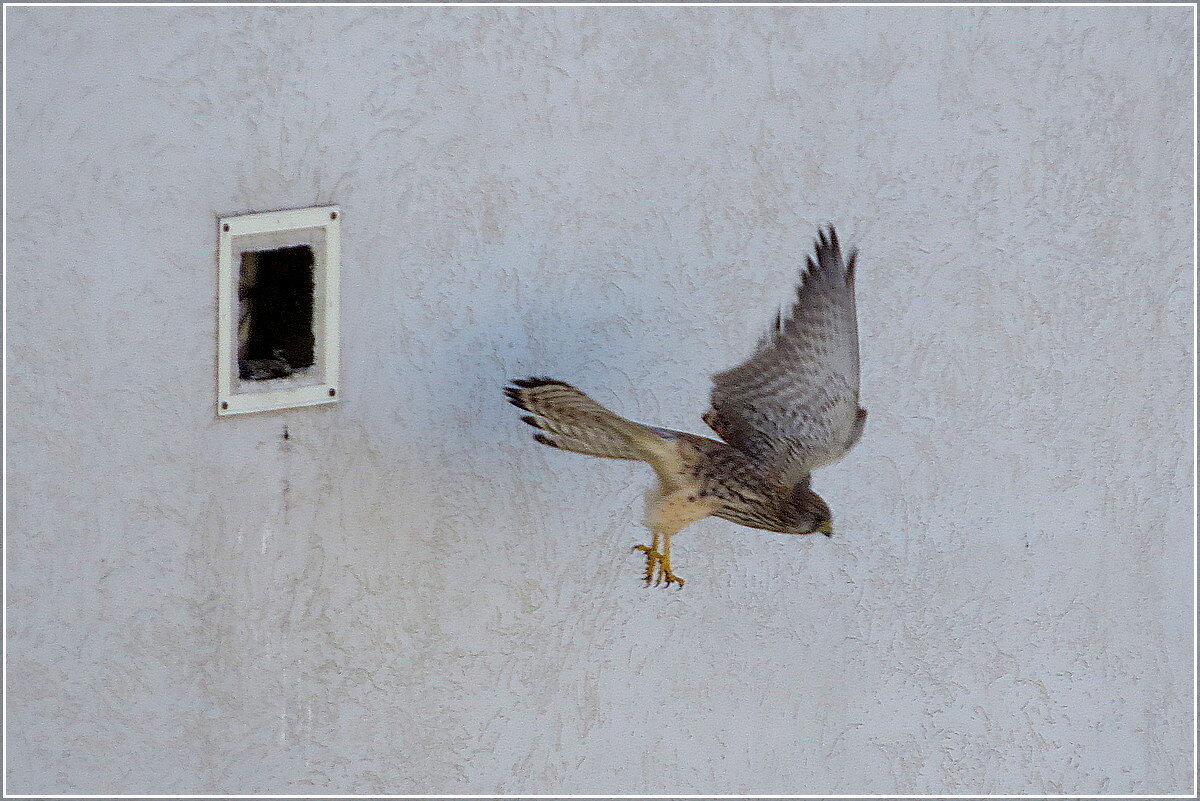 Начало сезона - Сеня Белгородский