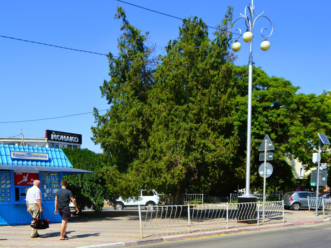 Керчь. Туи на пересечении улиц Горбульского и Пирогова летом. - Пётр Чернега