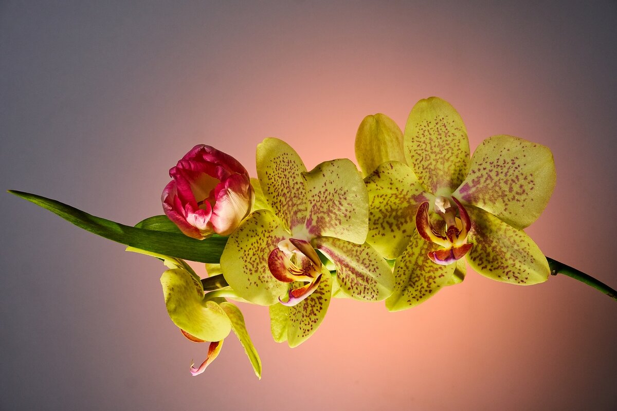 С праздником! - Владимир 