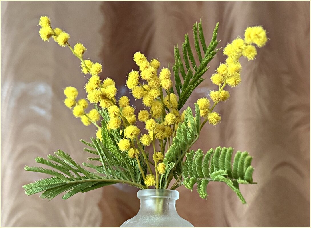 Мимоза. - Валерия Комова