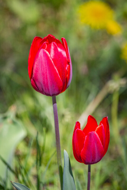 Поздравляю милых дам с 8 Марта !!! - Ravile 