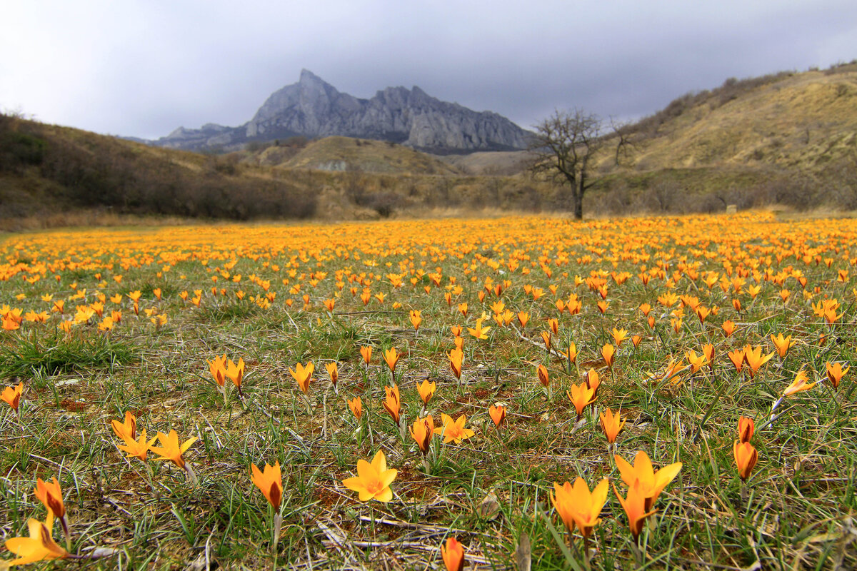 Море цветов для Вас дорогие Женщины!! - Геннадий Валеев