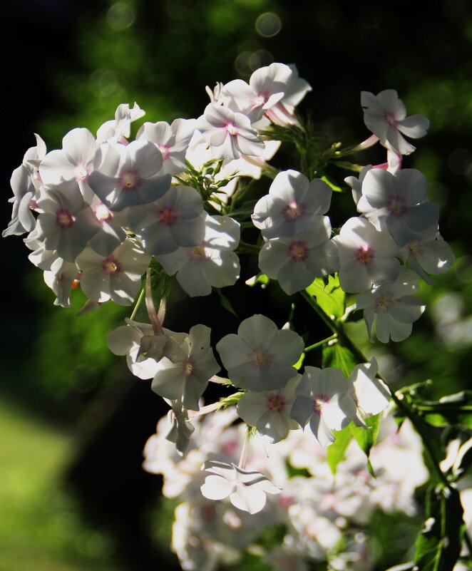 Нежность ... - Татьян@ Ивановна