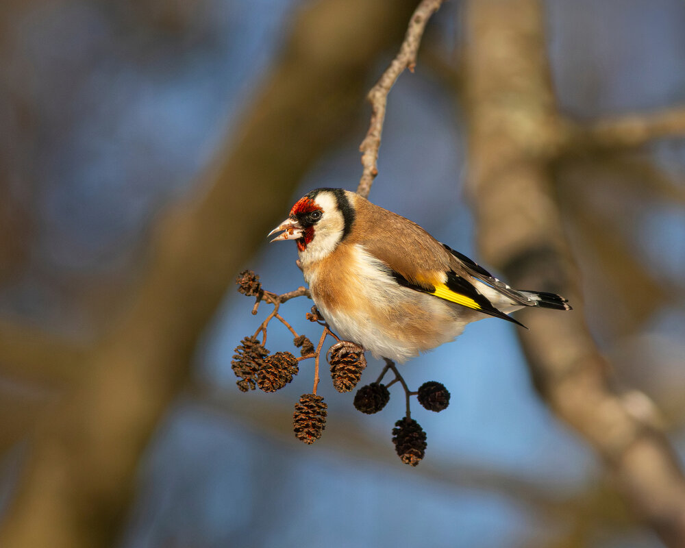 Щегол зимний - Георгий Бондаренко