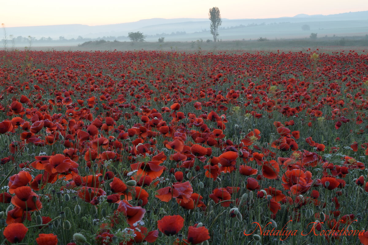 Природа Крыма - Изумительная Космея