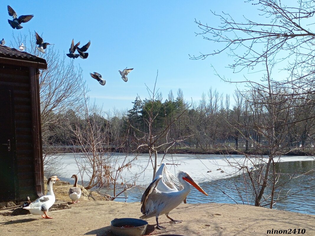 Март в ростовском зоопарке - Нина Бутко Март в ростовском зоопарке - Нина Бутко