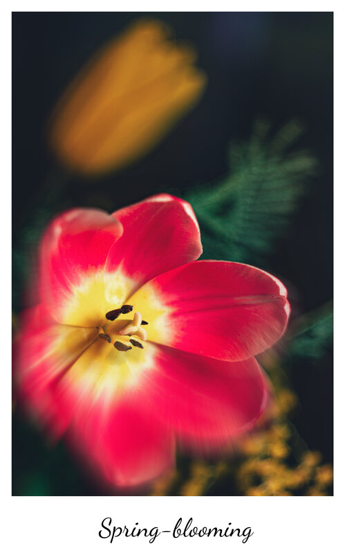 spring-blooming - Сергей В