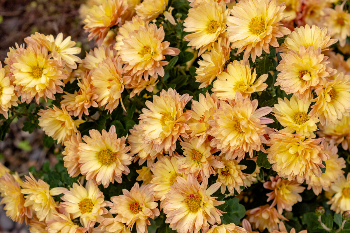 *** - ирина )))