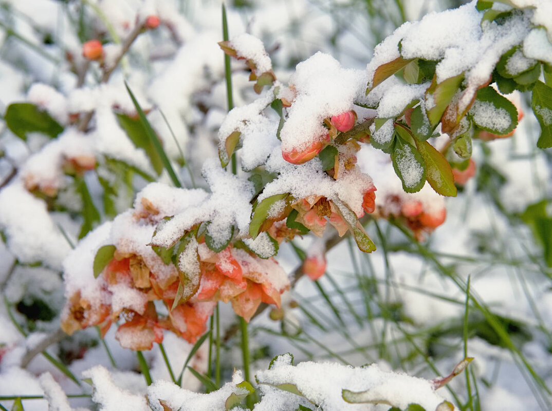 Цветы к 8 марта - Мария К.