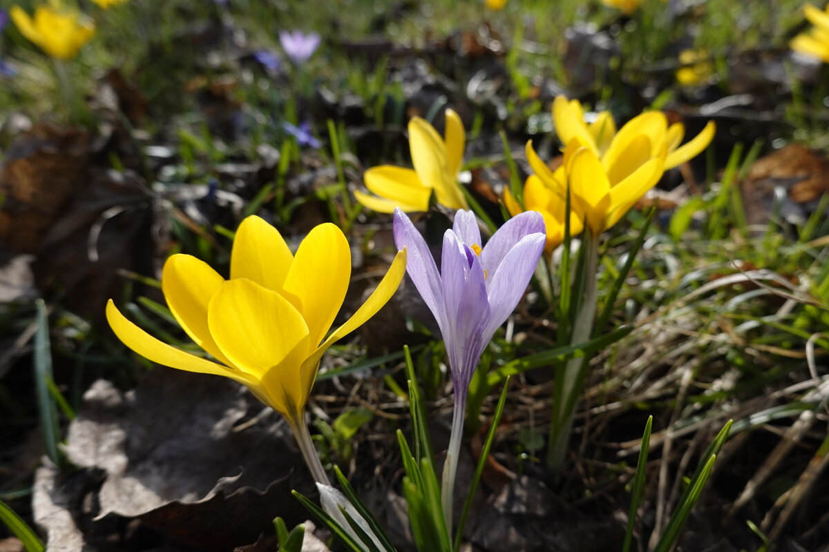 "Краски весны – это краски особые, С запахом радости!!..." - Галина 