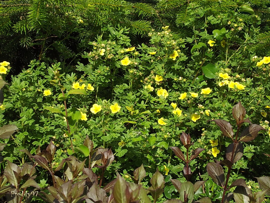 Лапчатка - Freddy 97