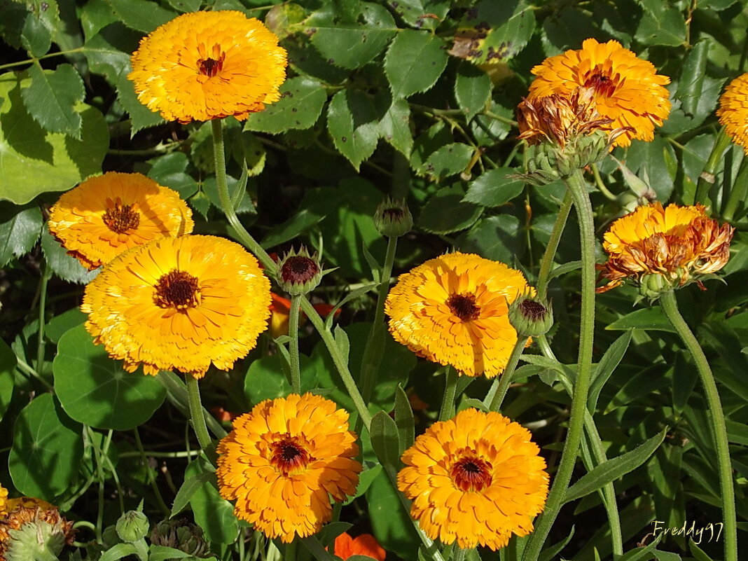 Календула - Freddy 97