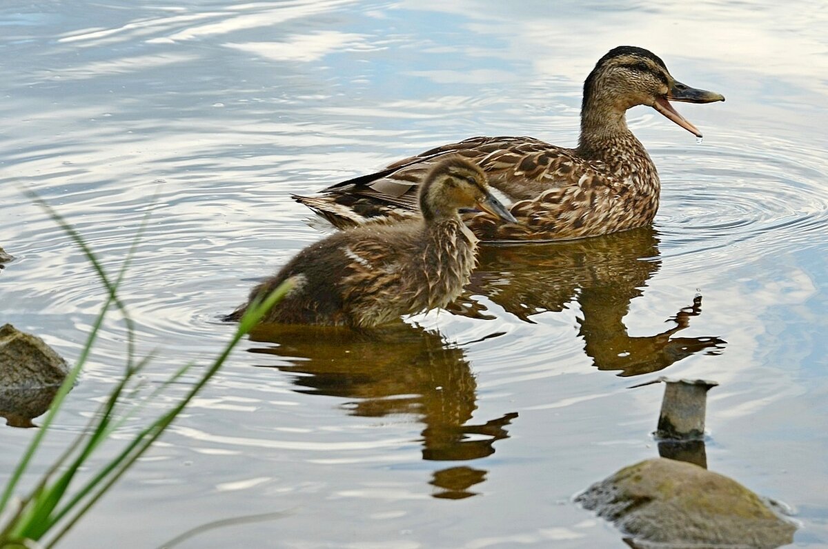 Дикие утки. - Михаил Курзанцев