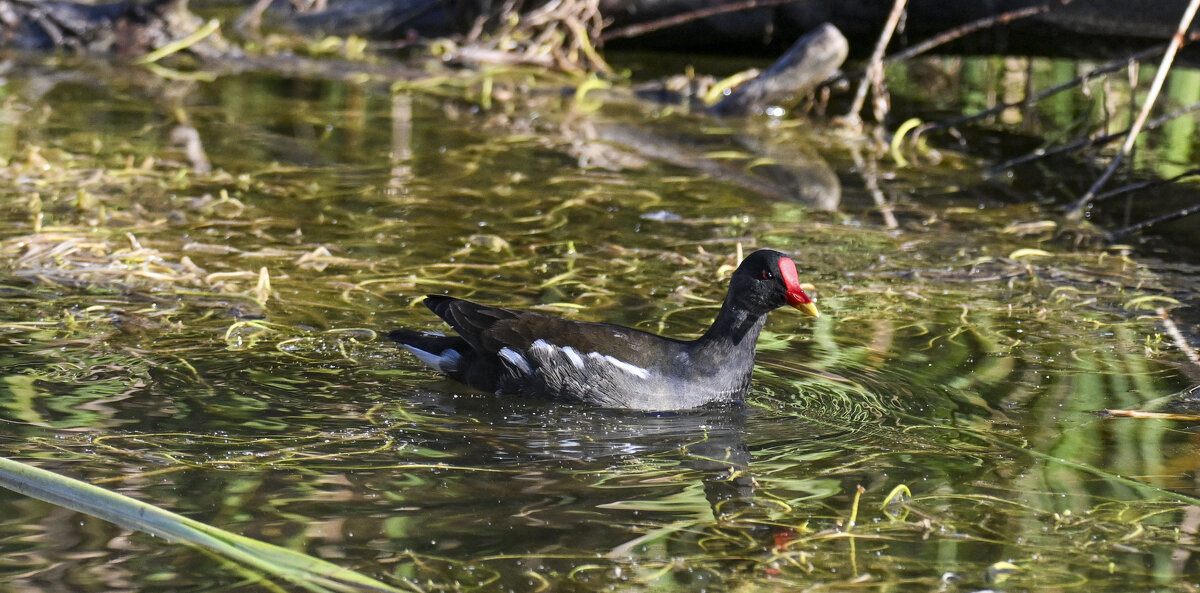 камышница - Осень 