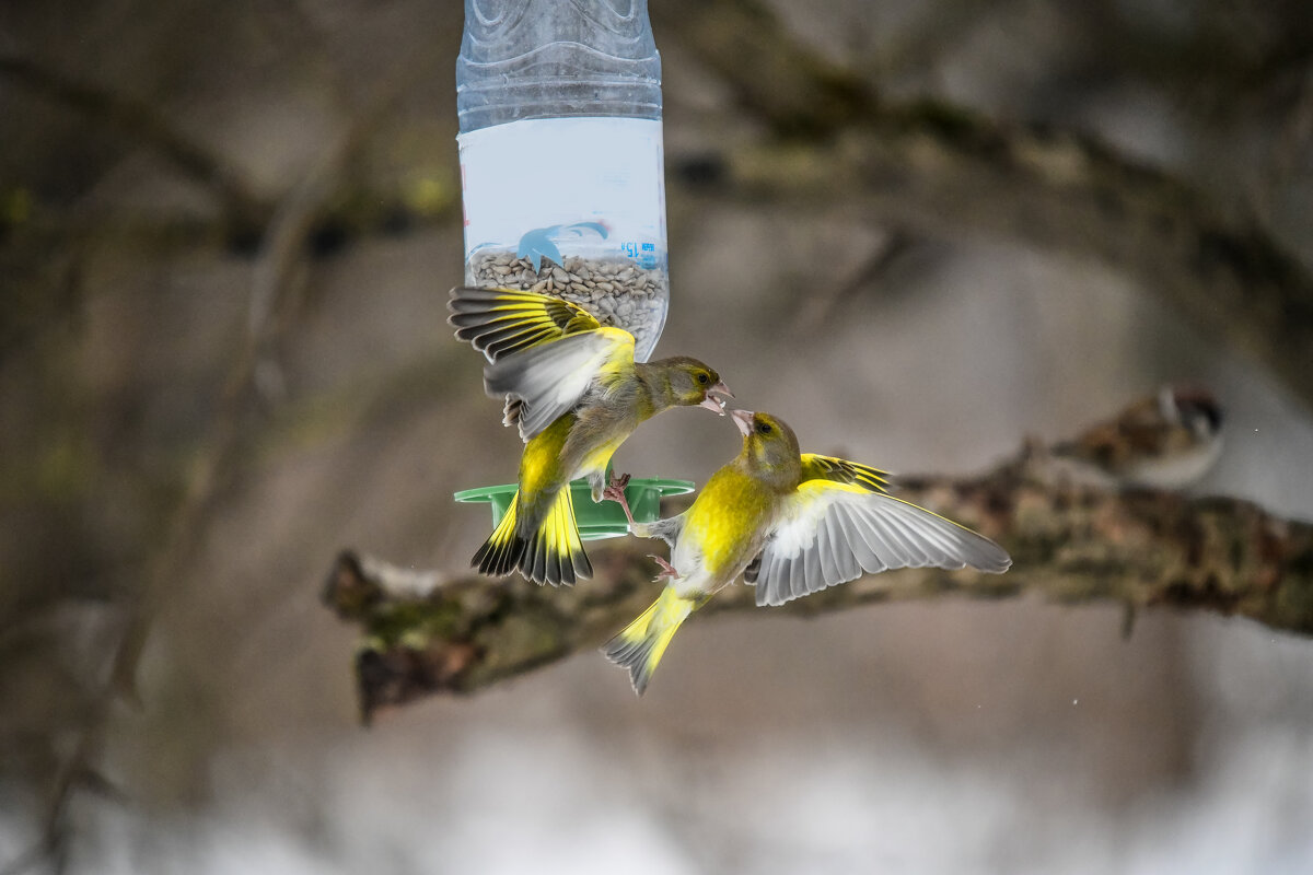 разборки на кормушке - Зинаида Манушкина разборки на кормушке - Зинаида Манушкина