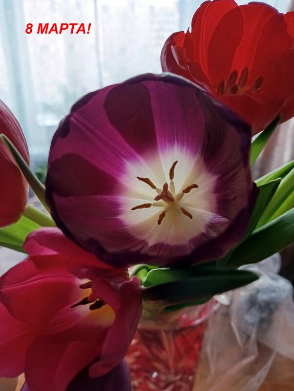 Всех бабушек, женщин, девушек, девочек с женским днём! - Ирина *** Всех бабушек, женщин, девушек, девочек с женским днём! - Ирина ***