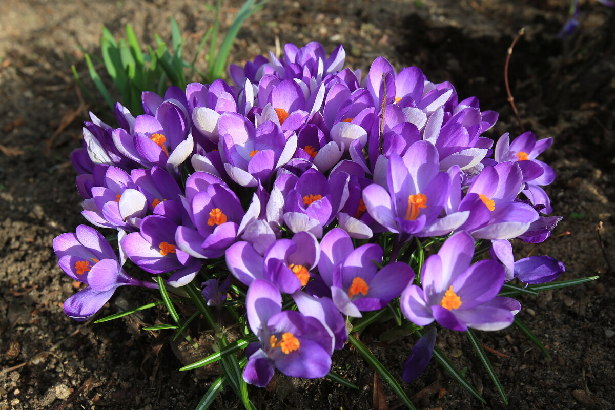 С Праздником ,Милые дамы! - Ninell Nikitina С Праздником ,Милые дамы! - Ninell Nikitina