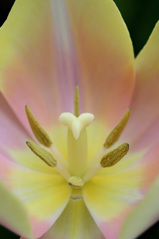 Сердце тюльпана - Tina Kott