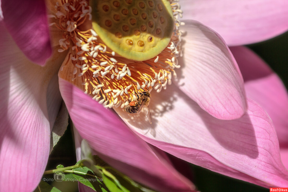 Билайн в гостях у лотоса - Игорь Сарапулов Билайн в гостях у лотоса - Игорь Сарапулов