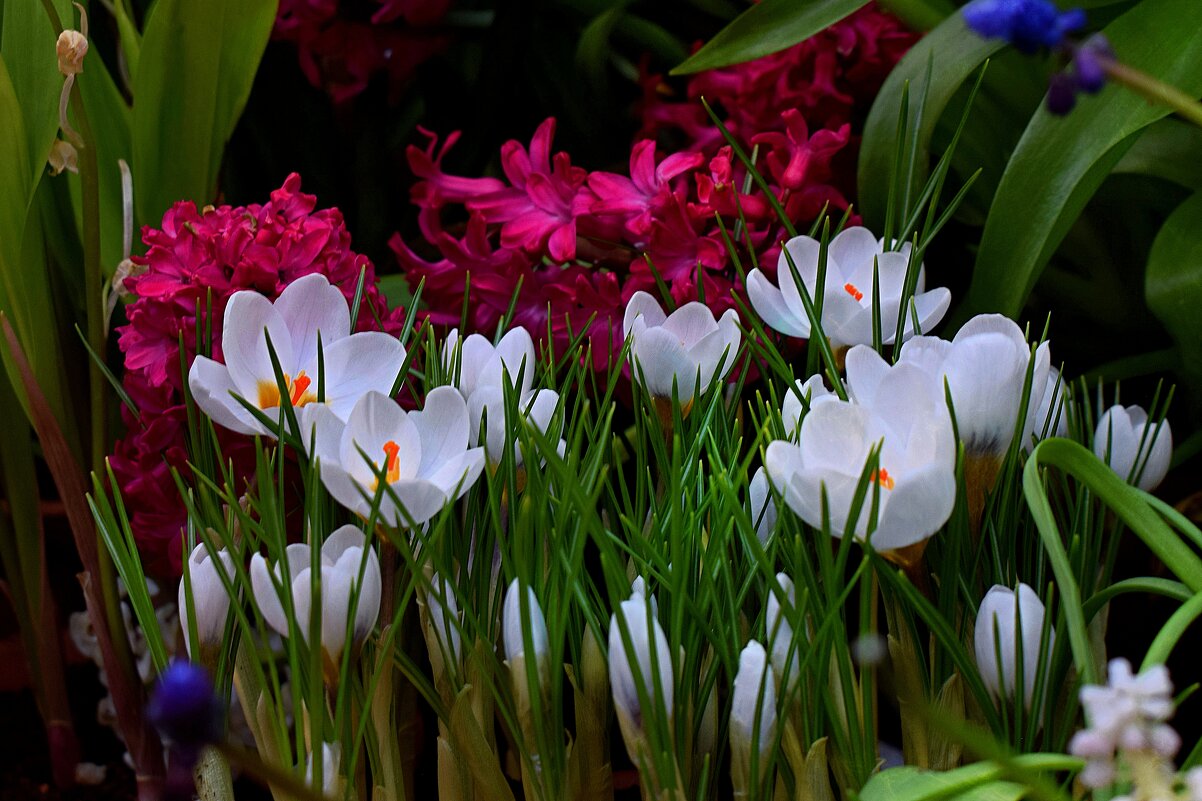 Первоцветы. - Татьяна Помогалова Первоцветы. - Татьяна Помогалова