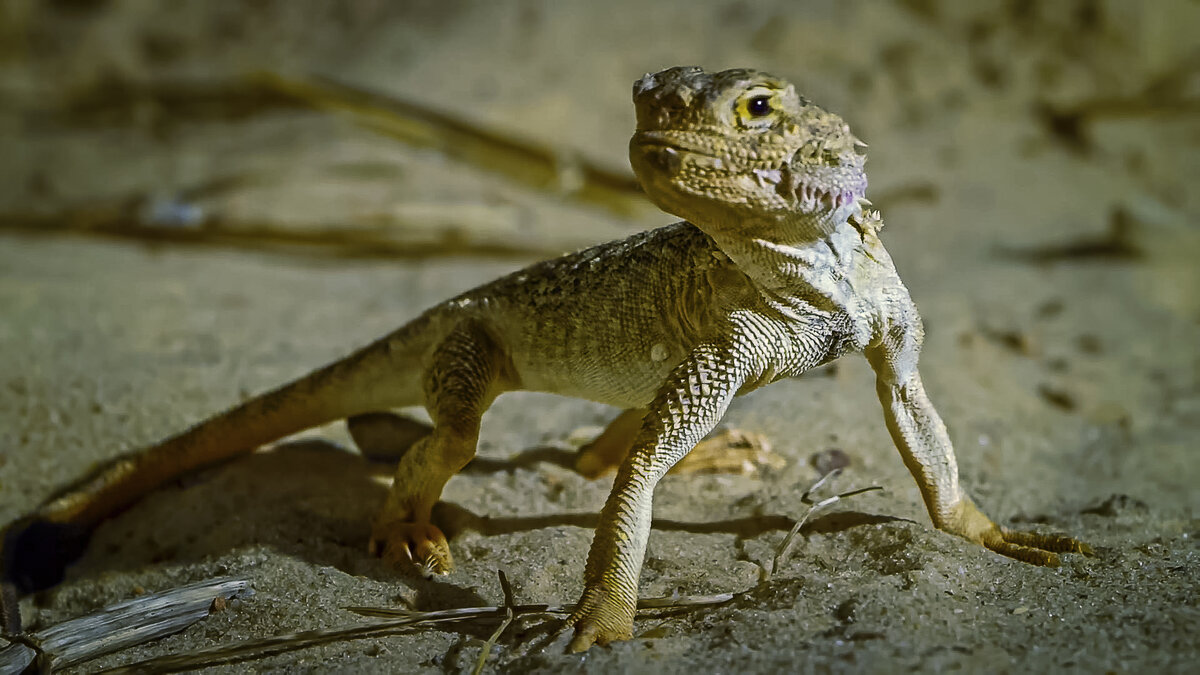 Ушастая круглоголовка - Aleksey Afonin