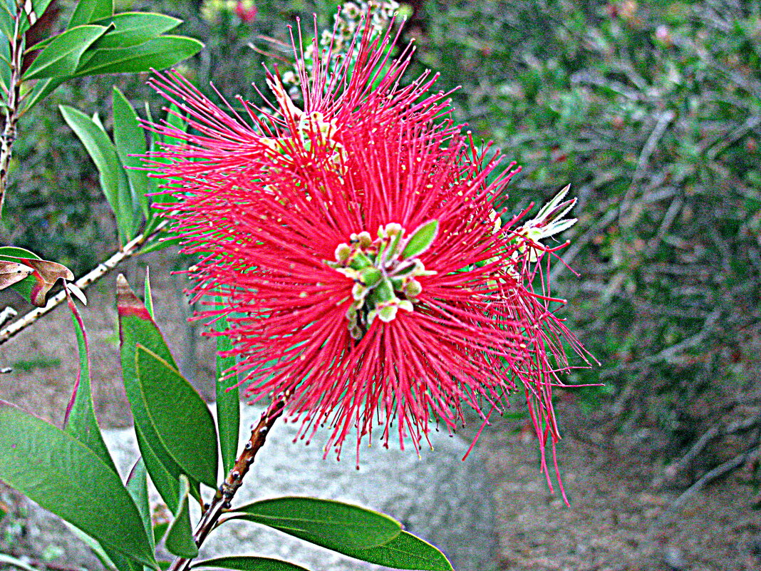 Цветы Барселоны. - Владимир Драгунский
