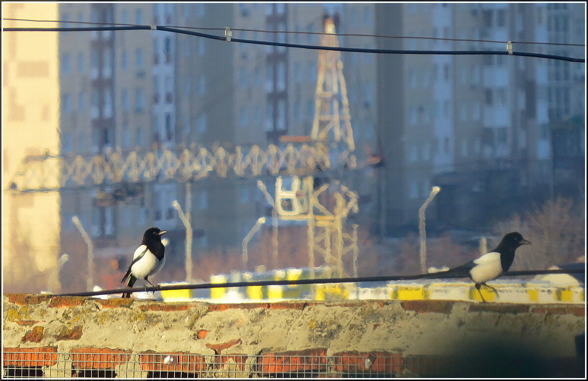 Все подружки по парам - Сеня Белгородский