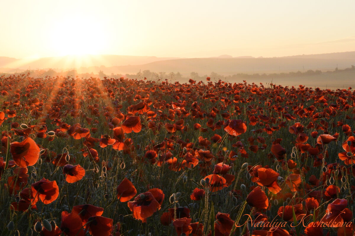 Природа Крыма - Изумительная Космея