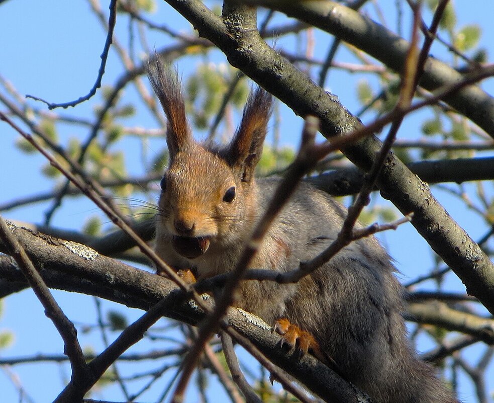 С орешком - Лариса С. С орешком - Лариса С.