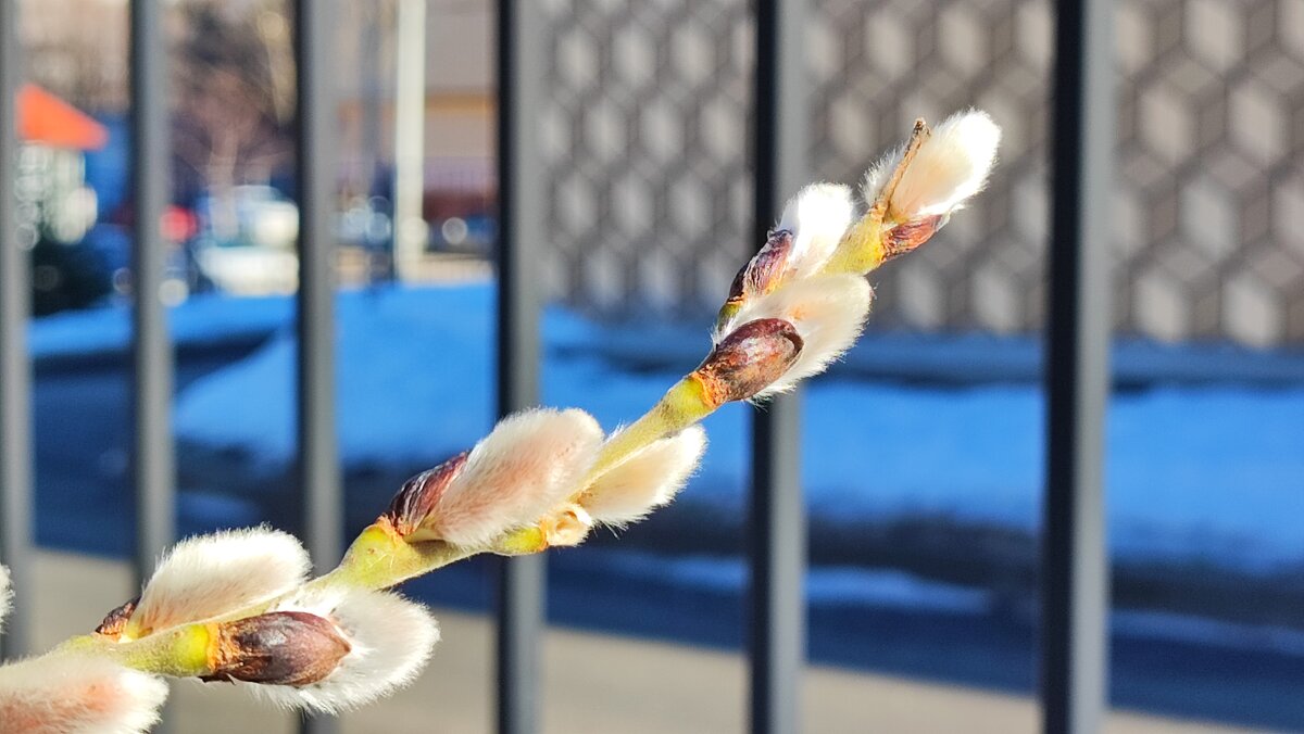 ,,, - Сергей Тимоновский