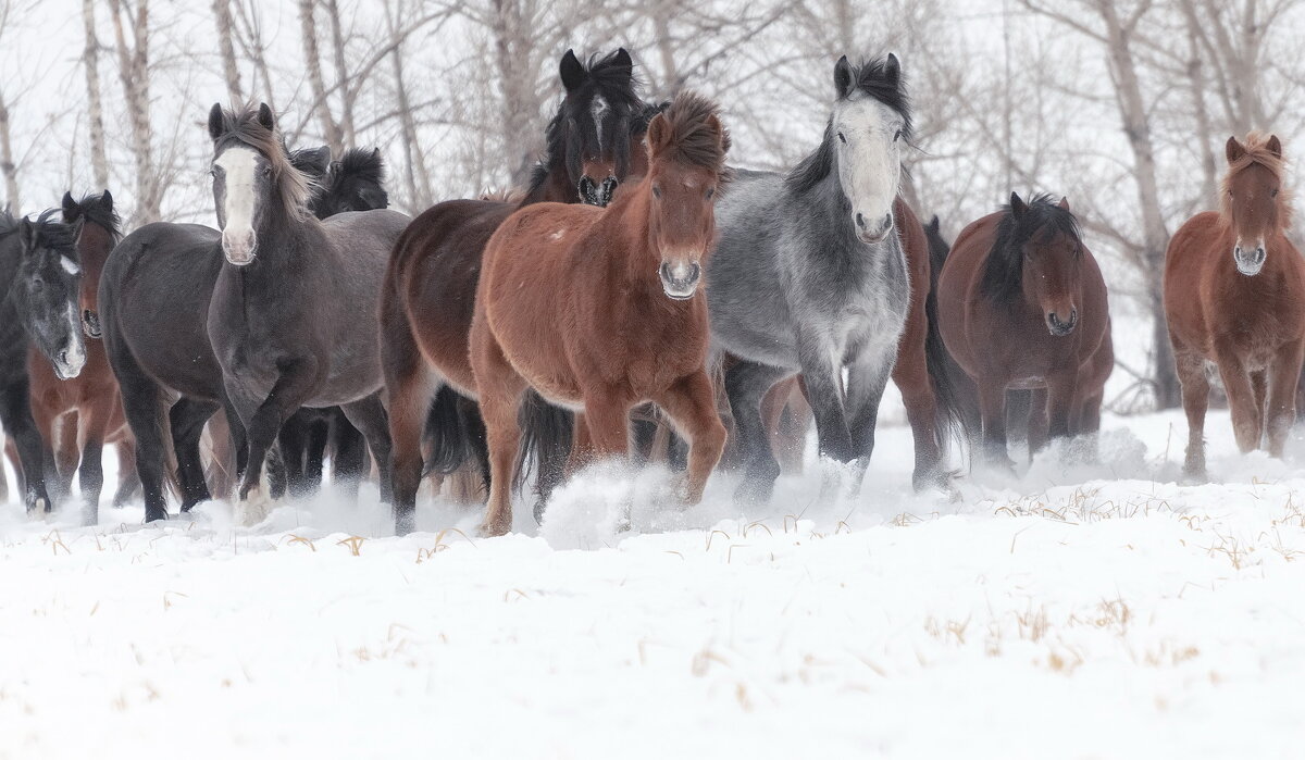 Лошади Хакасии - Марина Фомина. Лошади Хакасии - Марина Фомина.