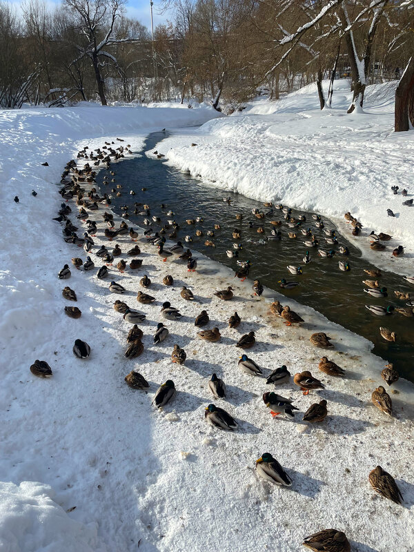Утки. Истра - Андрей Л. В. Утки. Истра - Андрей Л. В.