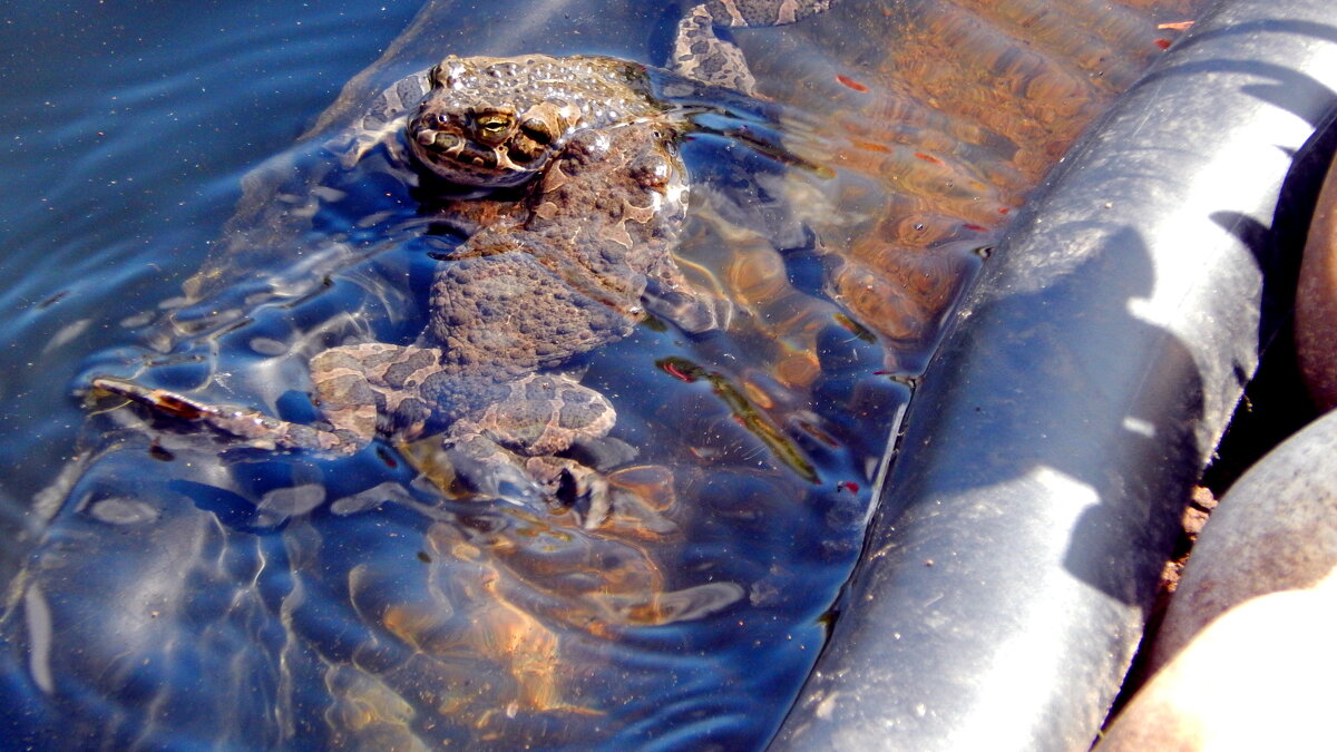 Вторая жаба. - ВикТор Быстров Вторая жаба. - ВикТор Быстров