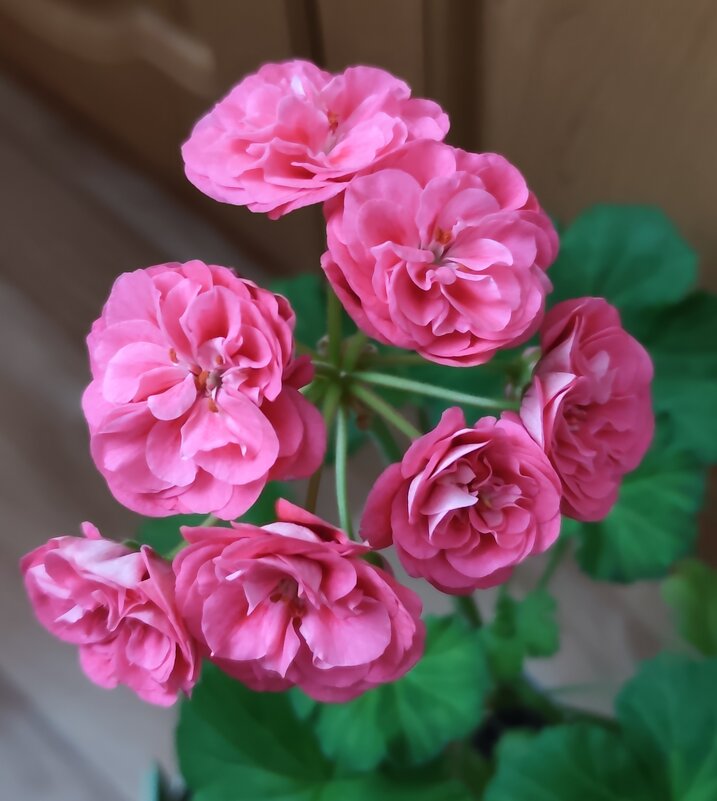 Survivor Rosalinda - Александр Ш