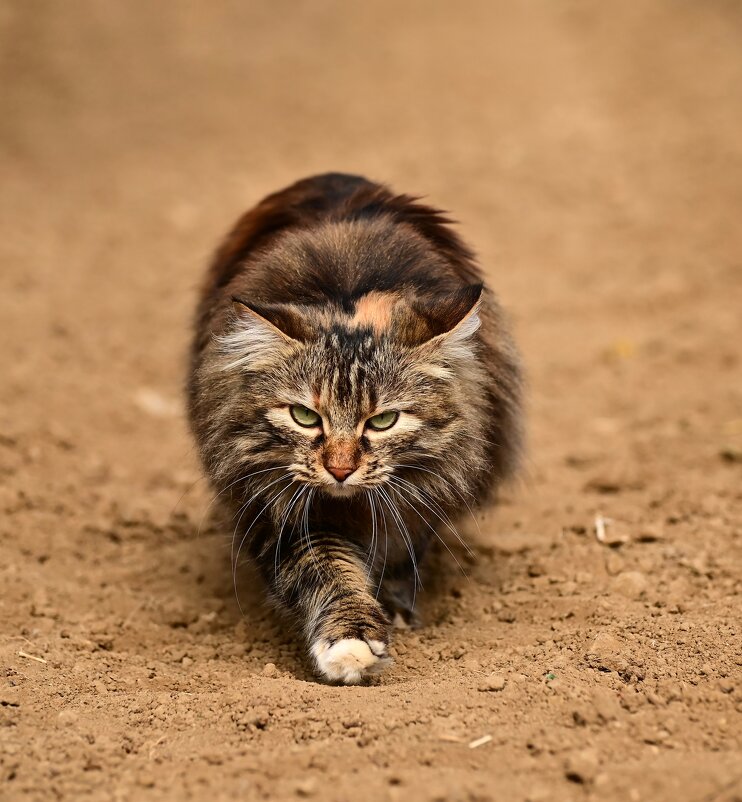 Кассандра - Светлана Ивановна