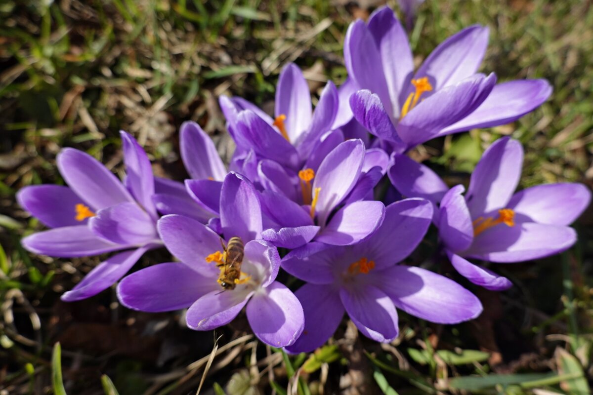 Нежности букетик... - Галина Нежности букетик... - Галина