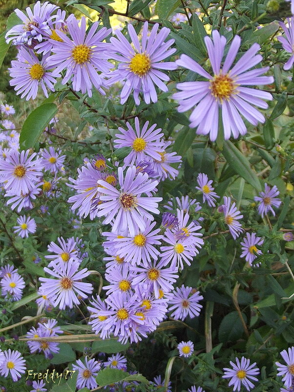 Зимние астры - Freddy 97
