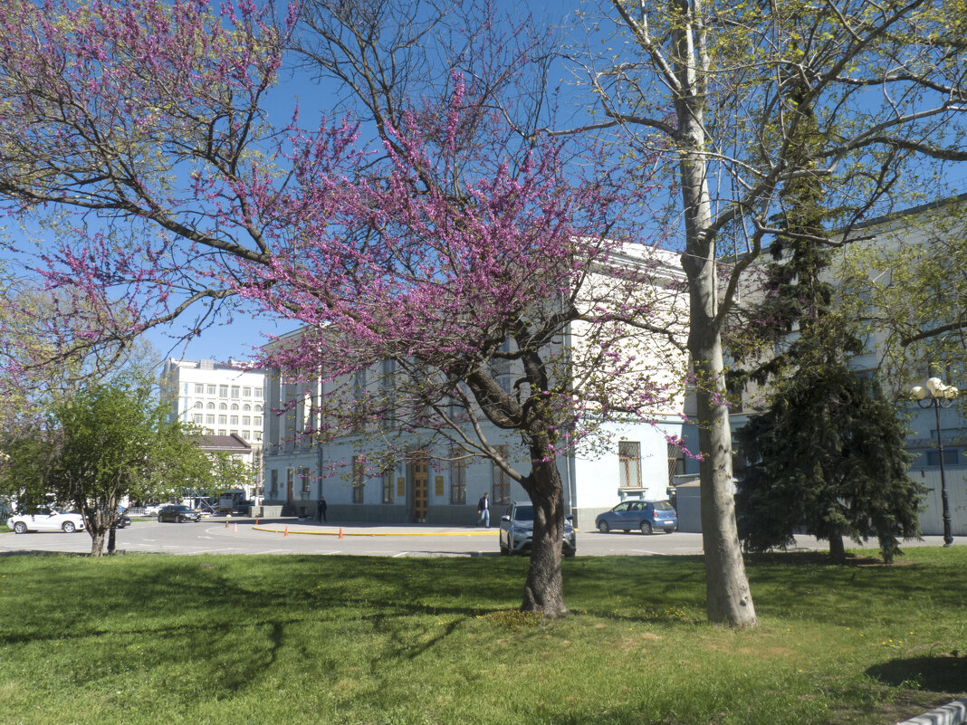 Весеннее цветение - Валентин Семчишин