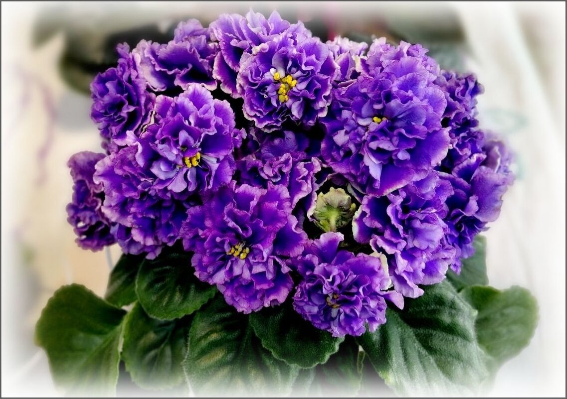 Махровая фиалка - Елена Сухорученкова