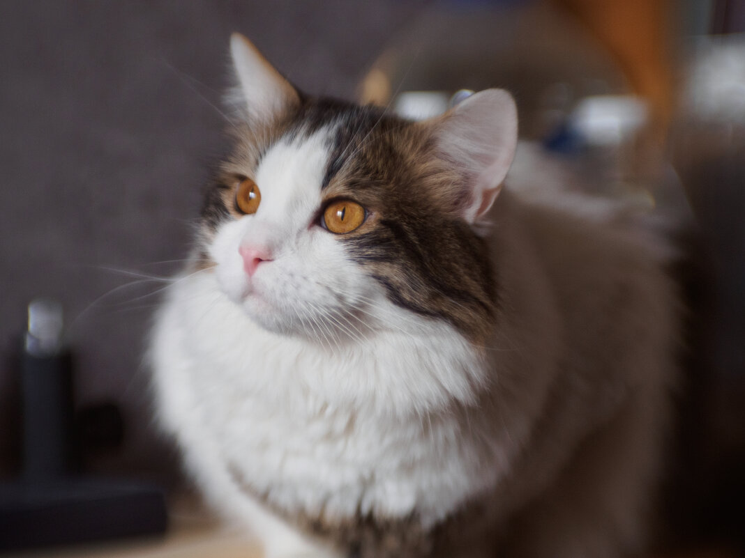 Янтарный взгляд. - Николай 